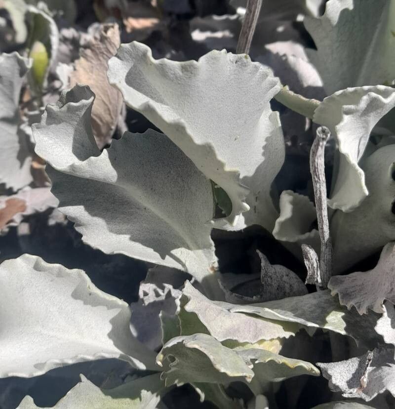 Senecio gilliesianus leaf