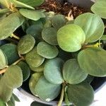 Peperomia rotundifolia