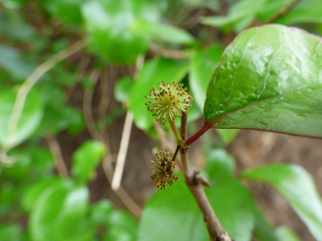 Flacourtia indica flower