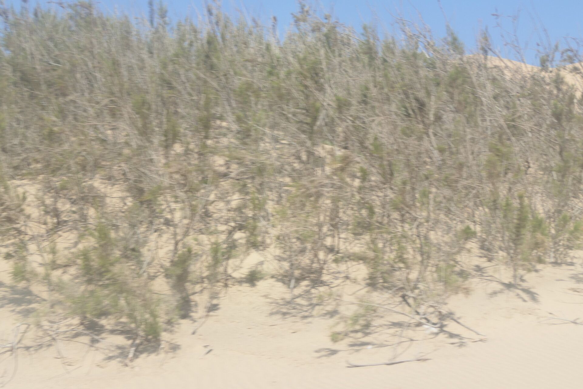 Tamarix usneoides habit