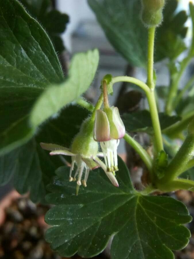 Ribes hirtellum flower