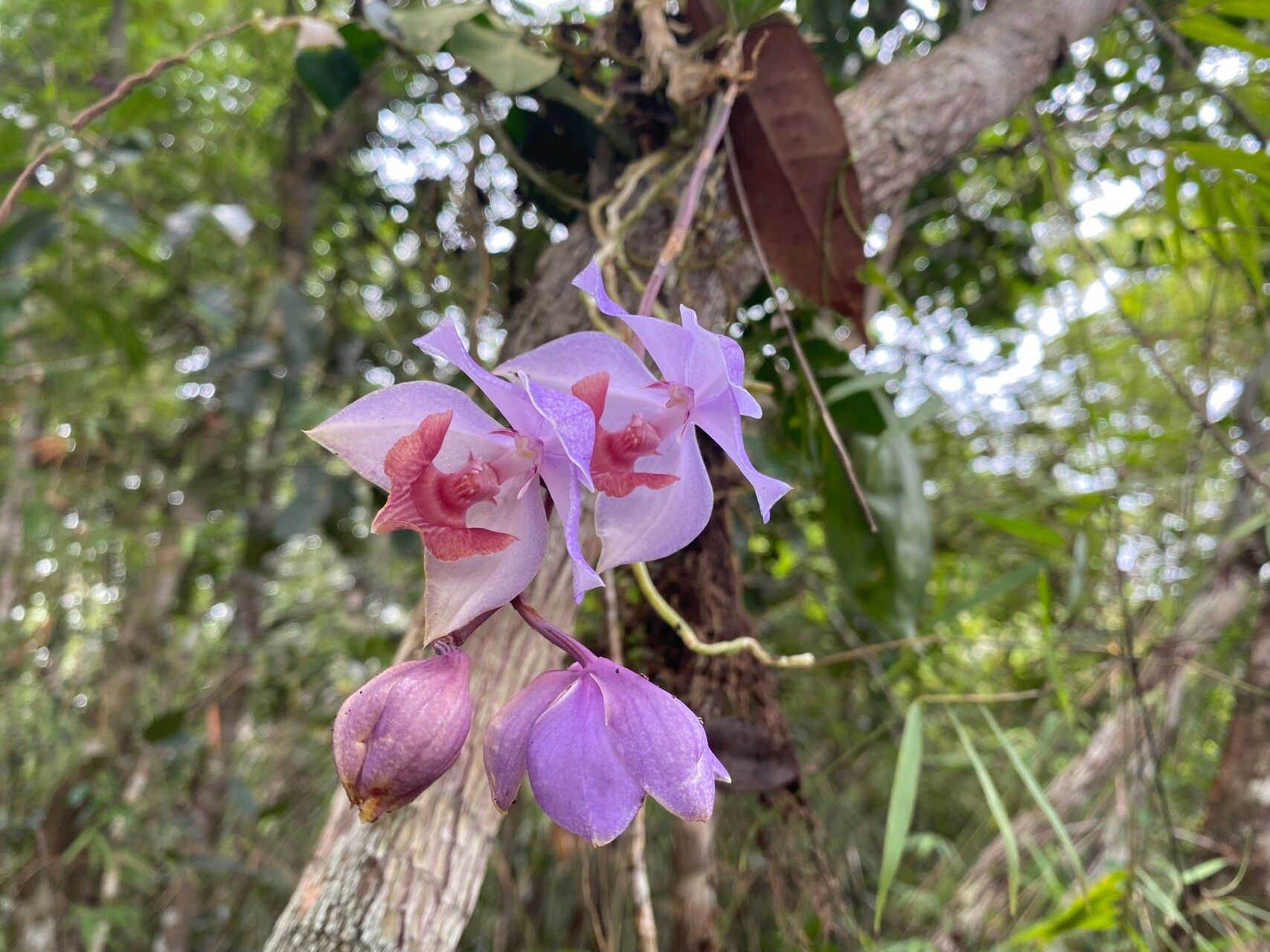 Aganisia cyanea — related species from the same genus