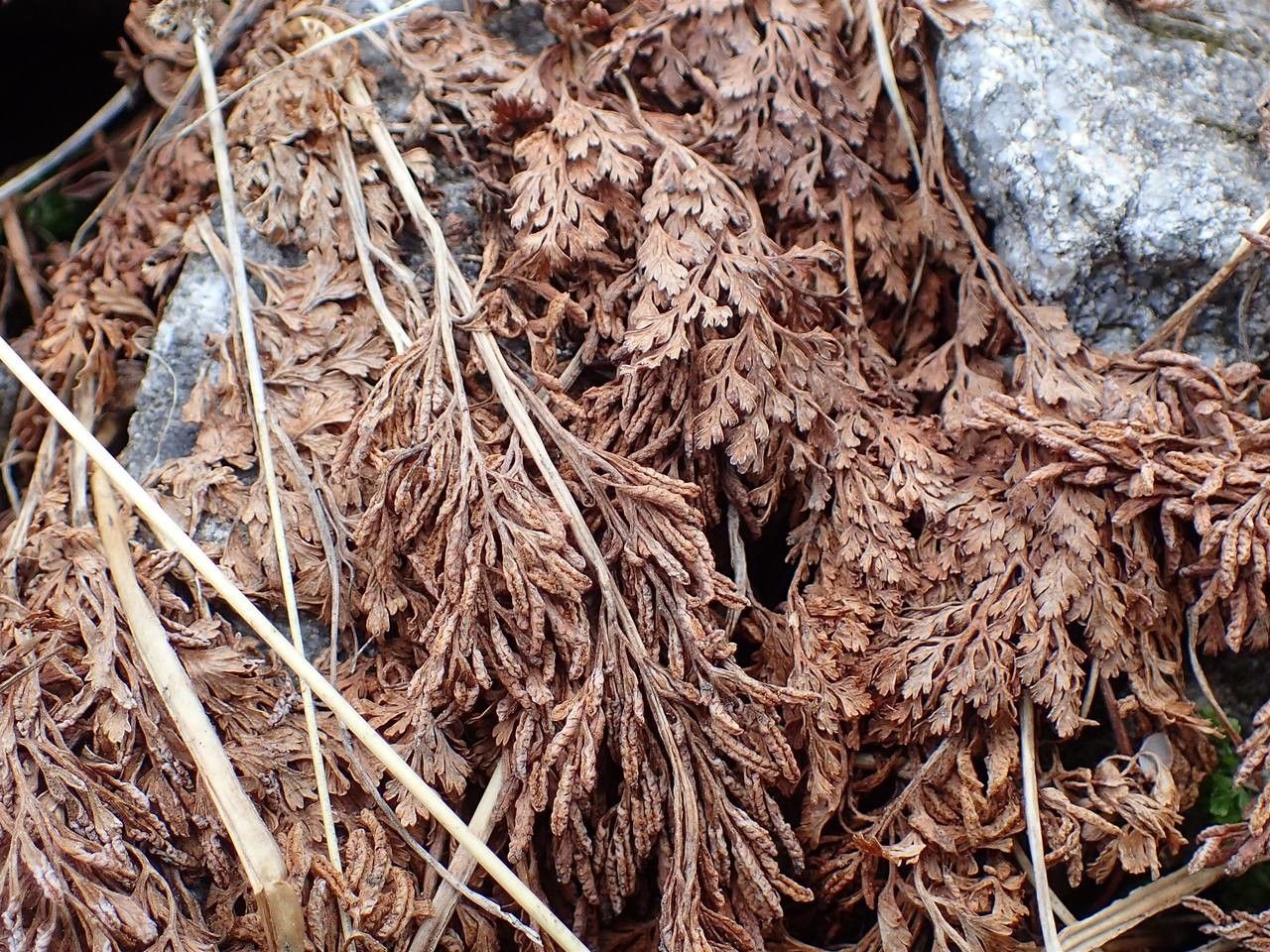 Cryptogramma crispa bark