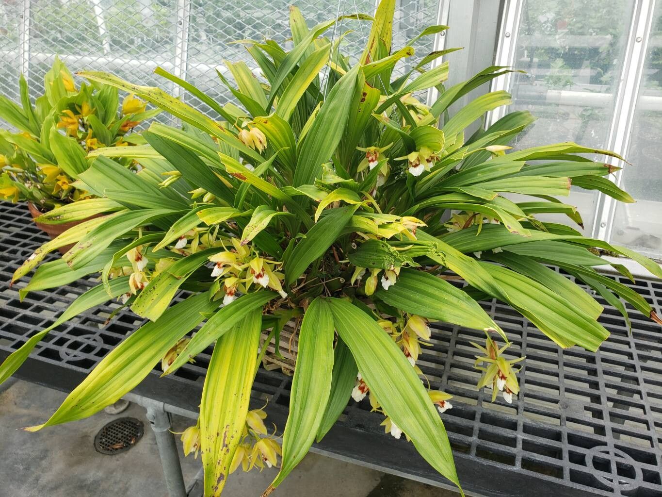 Coelogyne marmorata habit