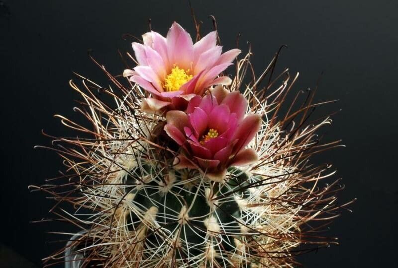 Sclerocactus nyensis habit