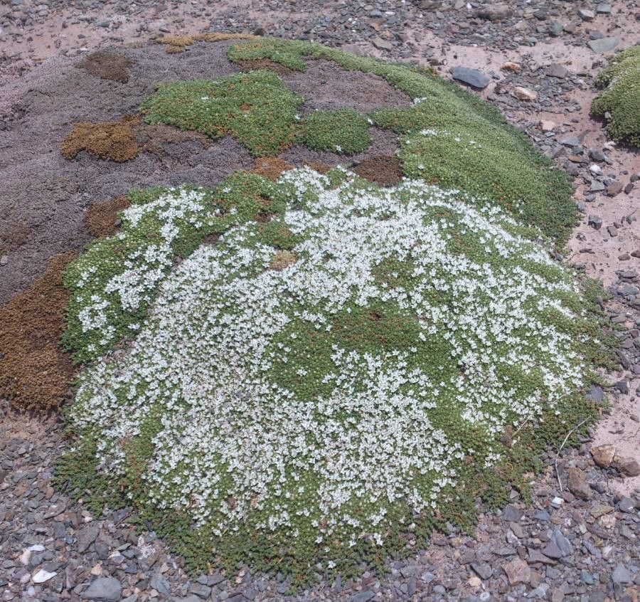 Arenaria digyna flower