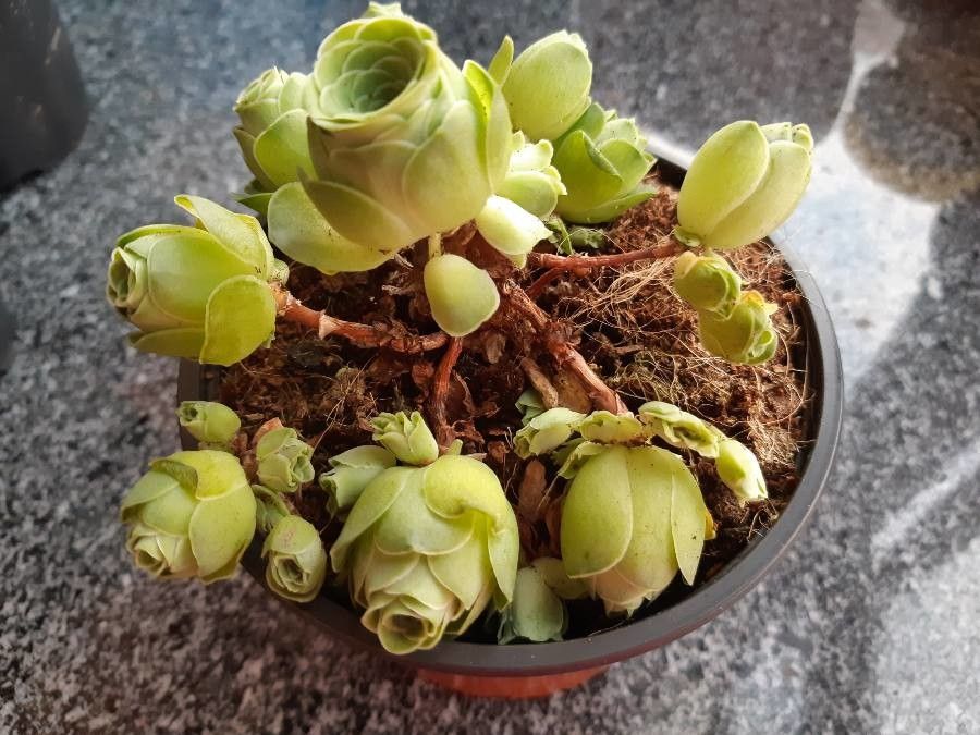Aeonium dodrantale — search result for 'Aeonium'