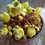 Aeonium dodrantale