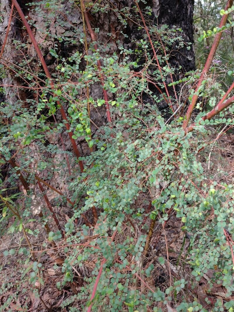 Bossiaea lenticularis habit