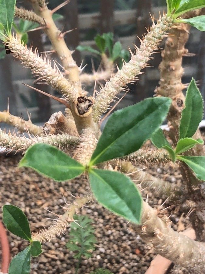 Pachypodium saundersii leaf