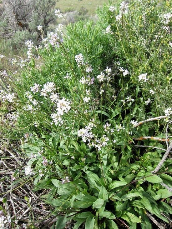 Thelypodium flexuosum habit
