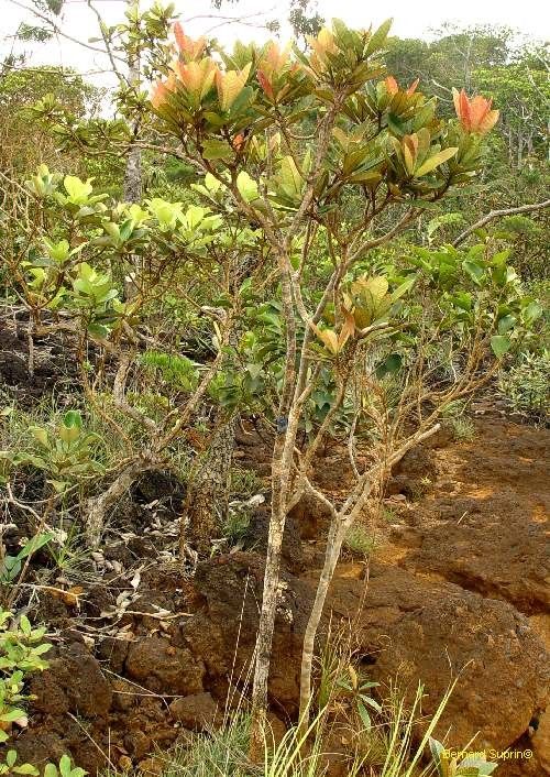 Xanthostemon sebertii habit
