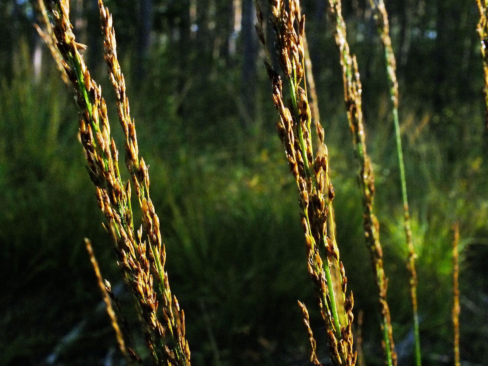 Molinia caerulea fruit