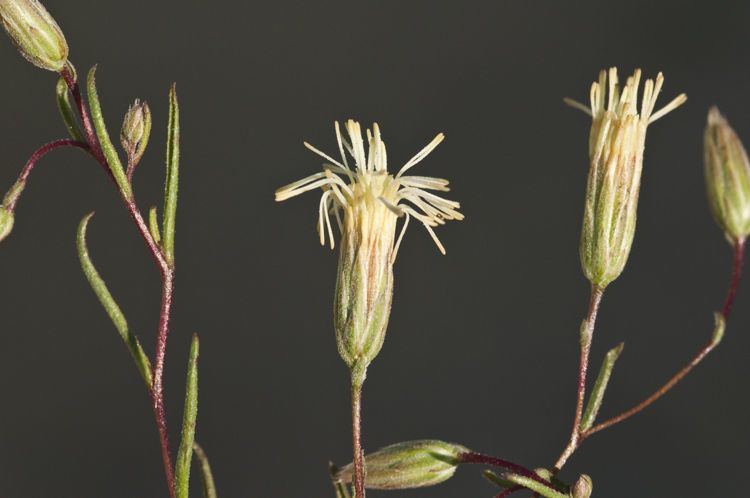 Malperia tenuis flower