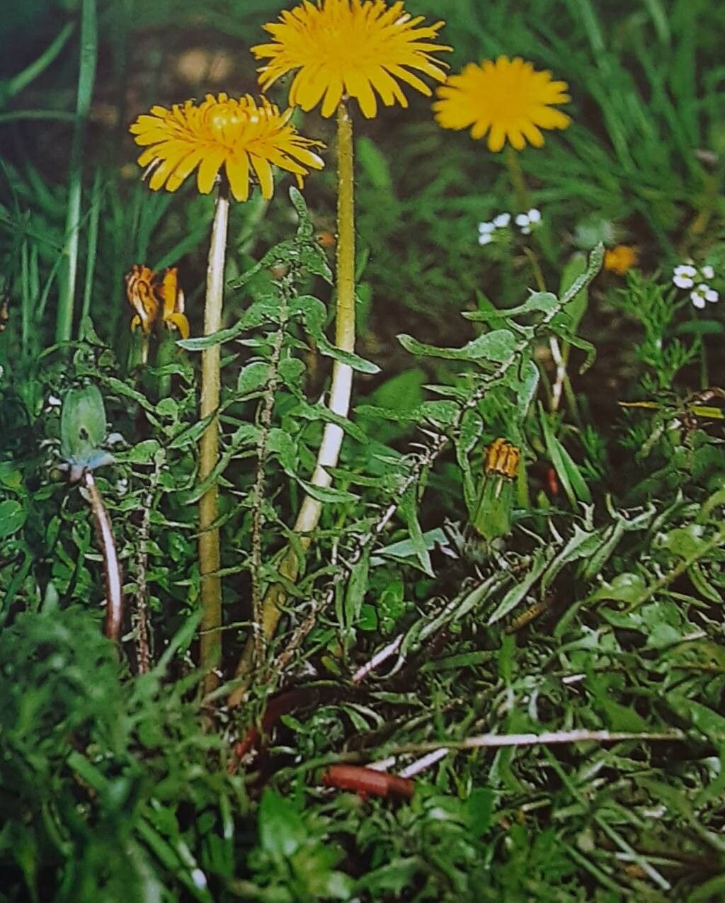 Taraxacum tortilobum habit