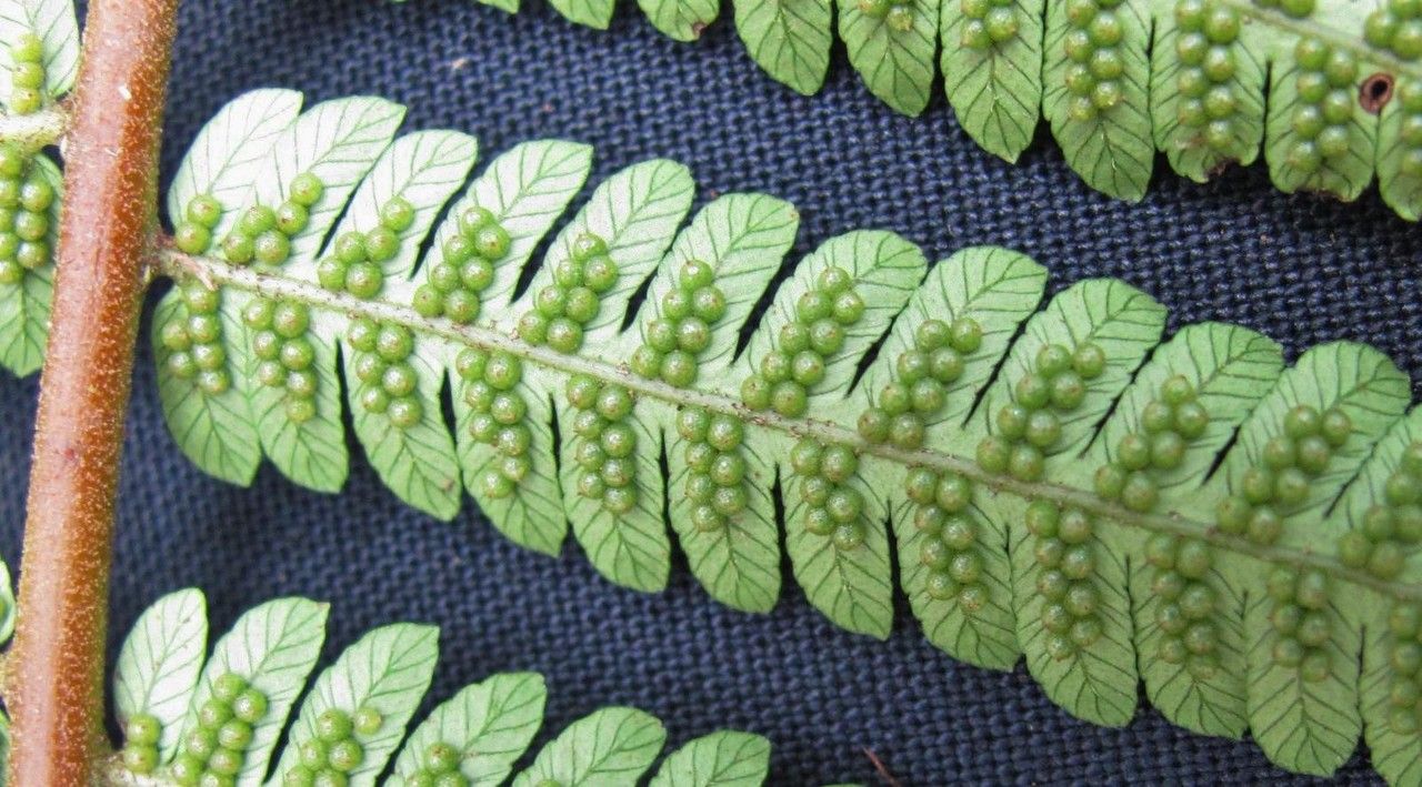 Alsophila erinacea other