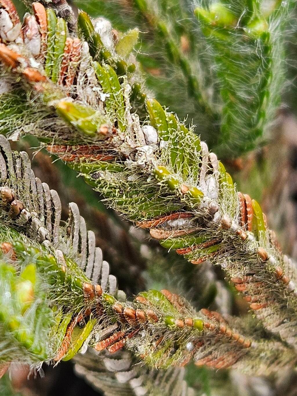 Cassiope wardii — houseplant care guide