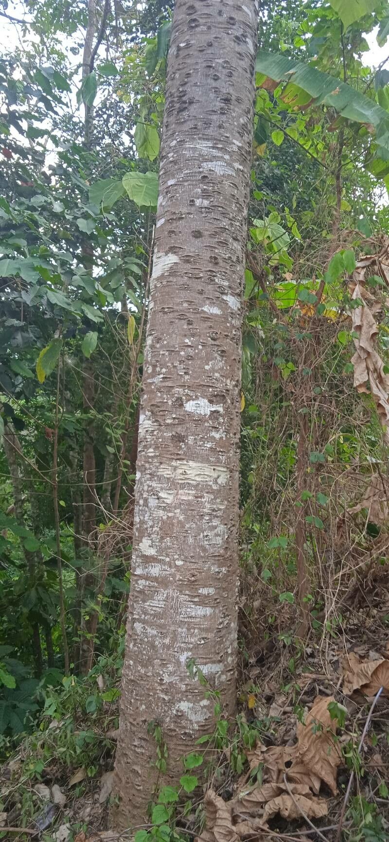 Shorea siamensis bark