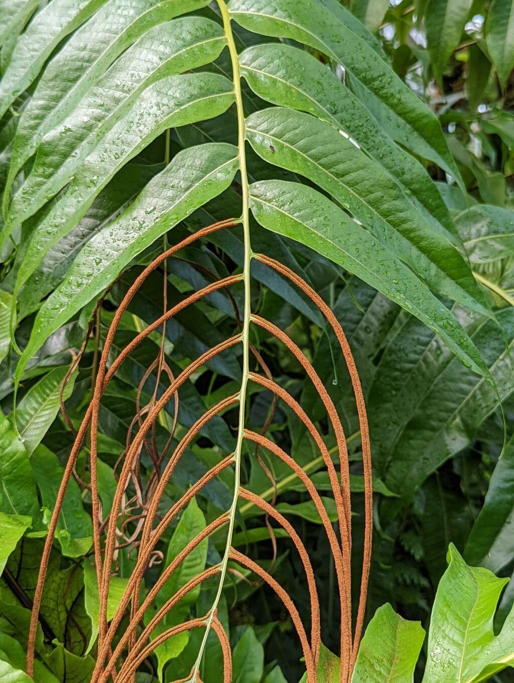 Aglaomorpha drynarioides fruit