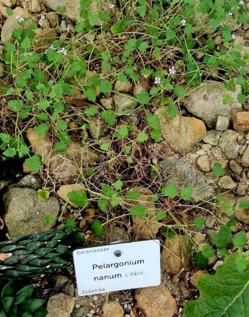 Pelargonium nanum other
