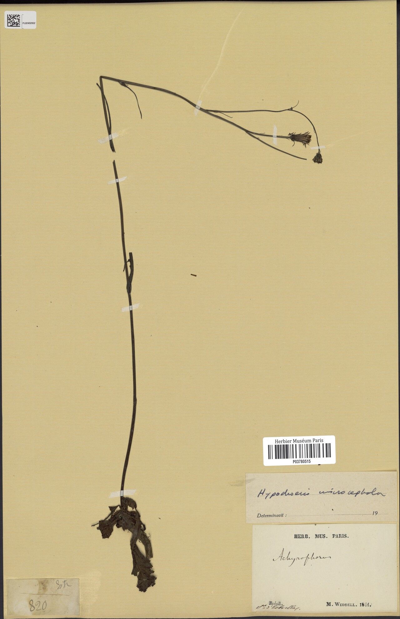 Hypochaeris microcephala habit