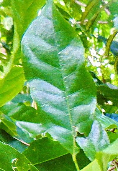 Elaeocarpus floridanus — houseplant care guide