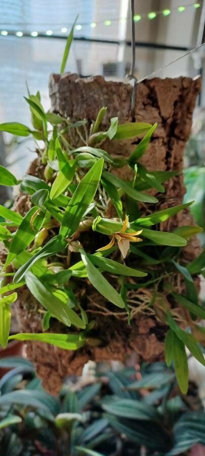 Dinema polybulbon habit