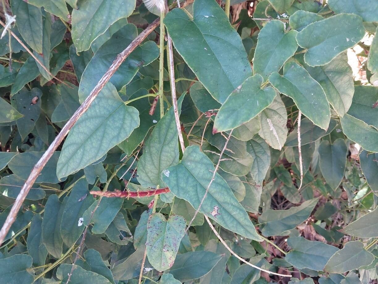 Rubus ichangensis other