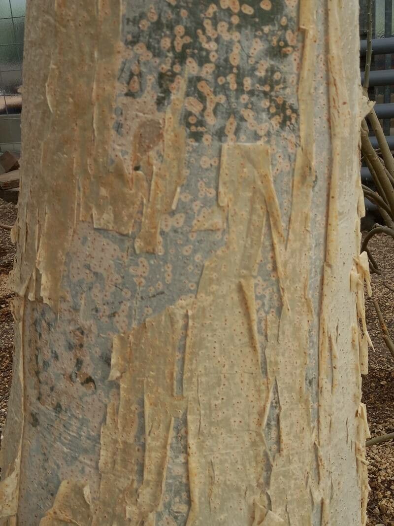 Cyphostemma laza bark