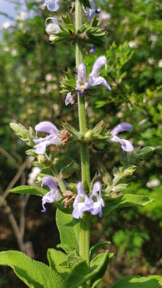Salvia somalensis flower