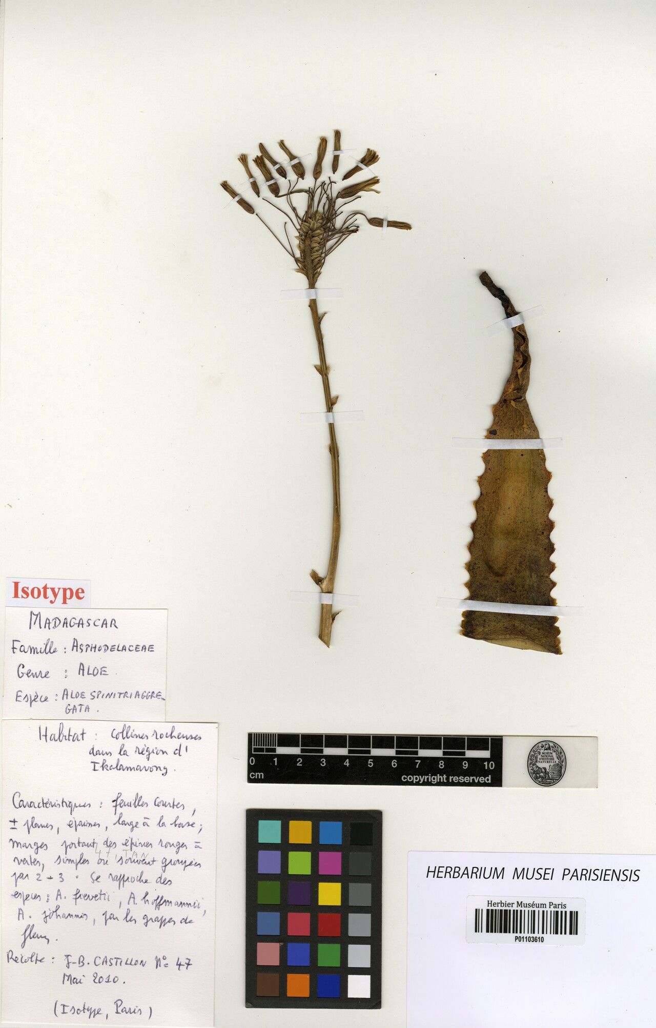 Aloe spinitriaggregata — houseplant care guide