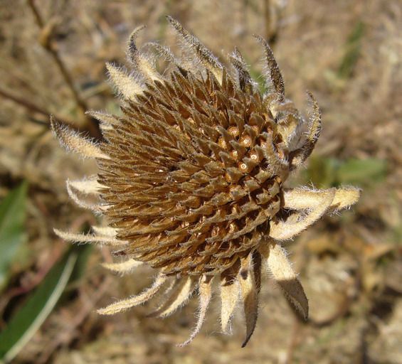 Wyethia angustifolia fruit