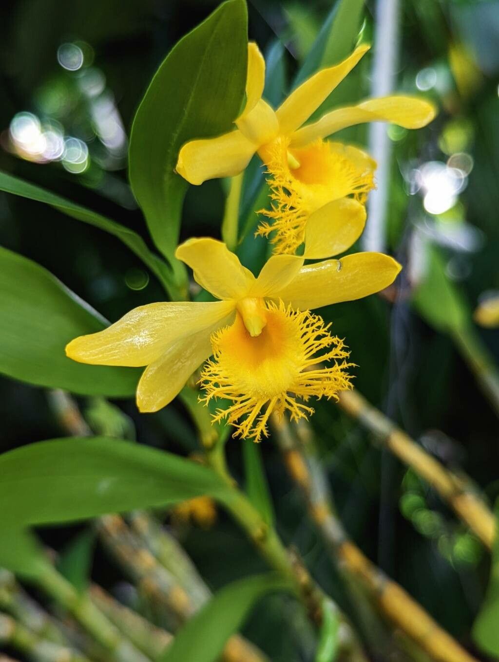 Dendrobium brymerianum flower