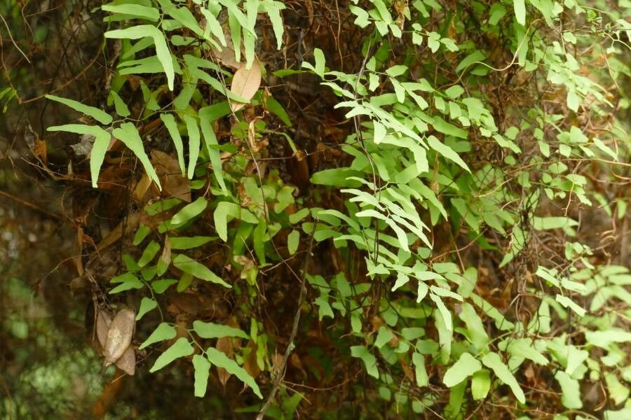 Lygodium microphyllum — search result for 'Philippines'