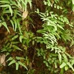 Lygodium microphyllum