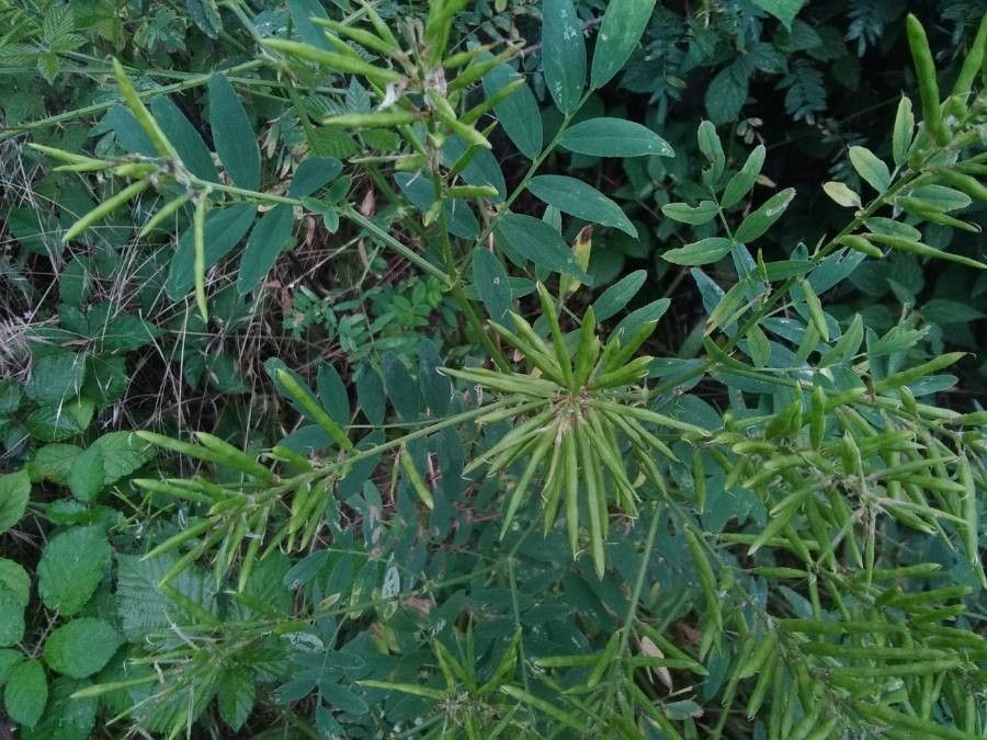 Galega officinalis fruit