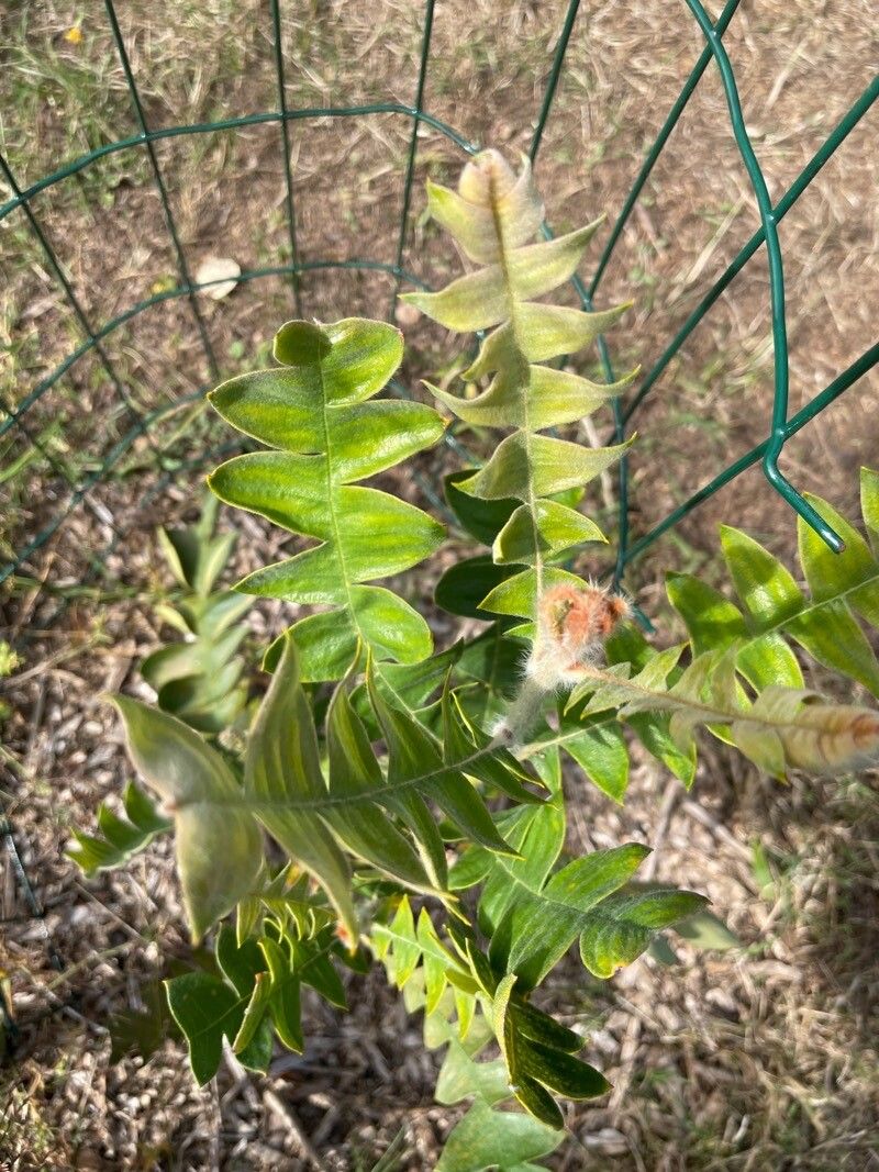 Banksia baxteri — search result for 'Banksia'