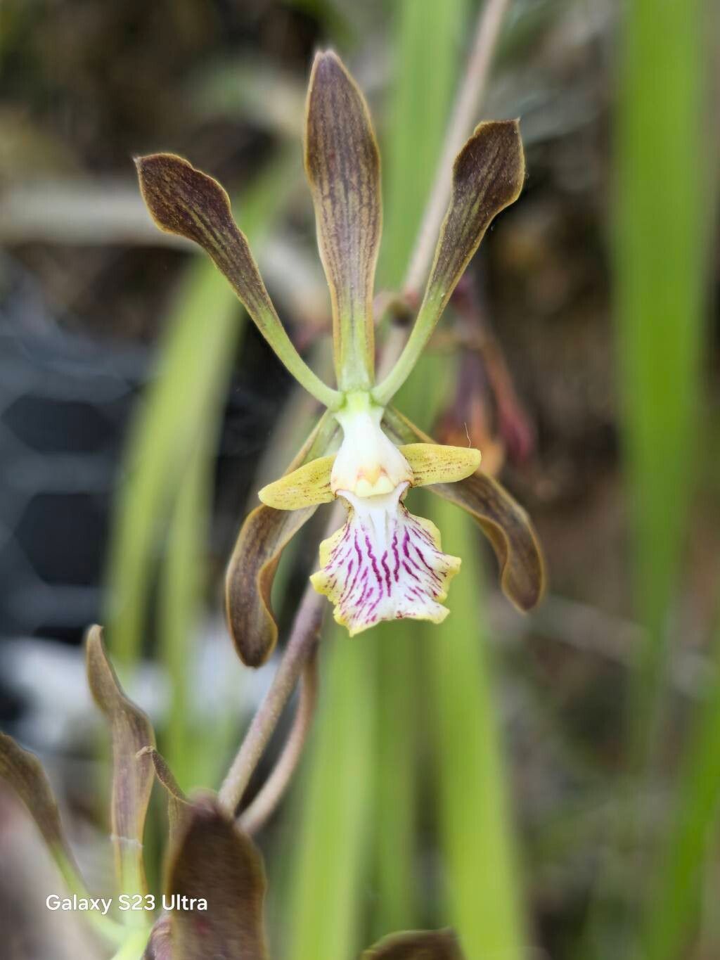Encyclia rodolfoi flower