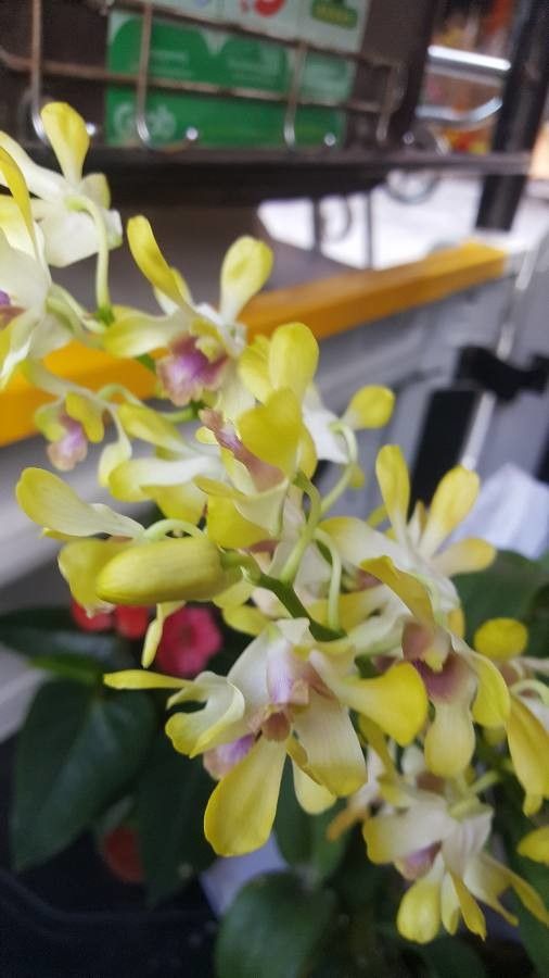 Encyclia rufa — houseplant care guide