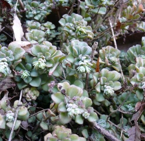 Sedum versadense habit