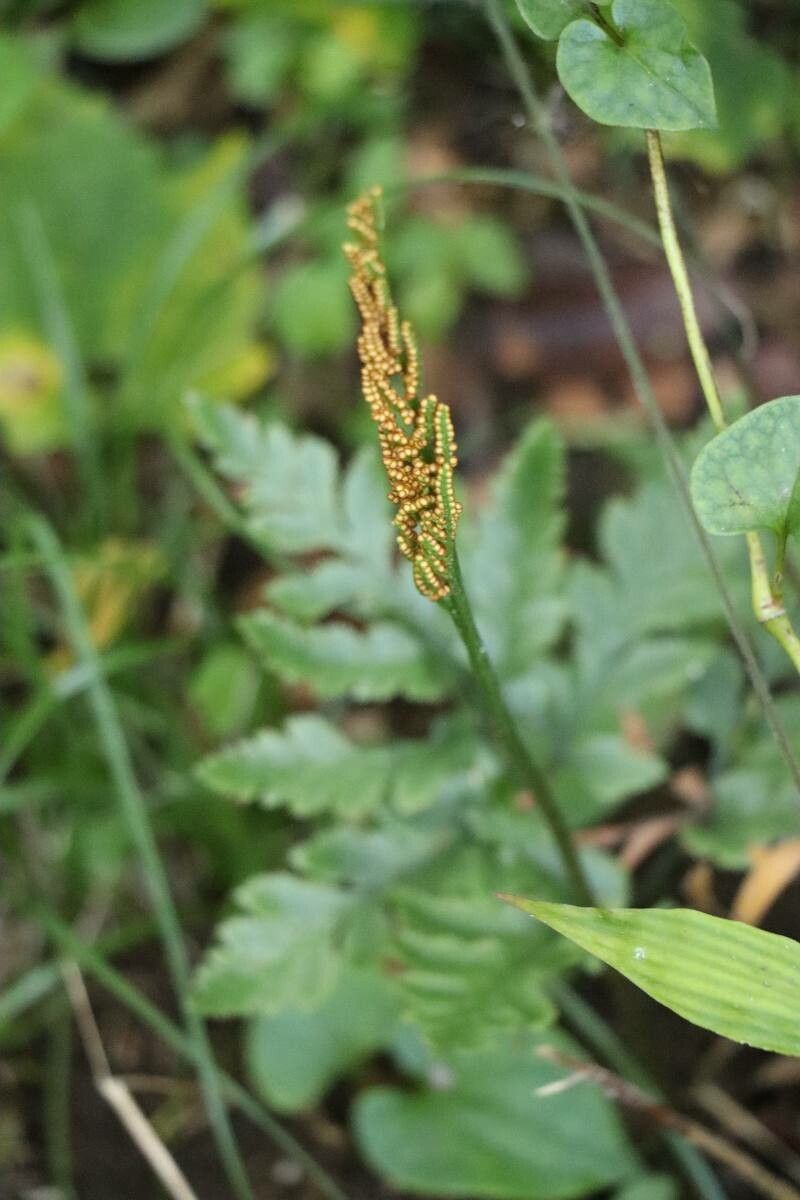 Botrychium multifidum — houseplant care guide