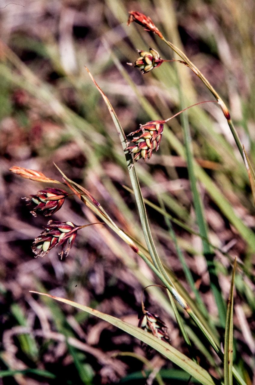 Carex magellanica fruit