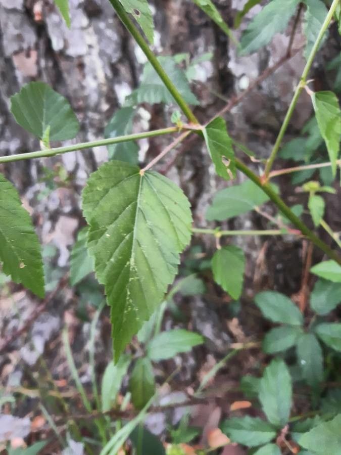 Melochia corchorifolia — related species from the same genus