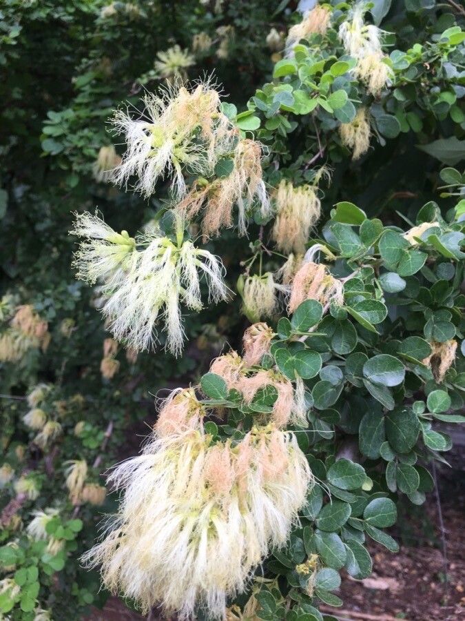 Pithecellobium diversifolium flower