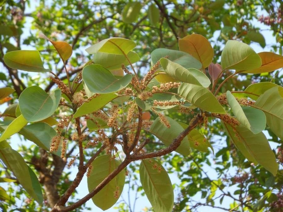 Terminalia bellirica flower