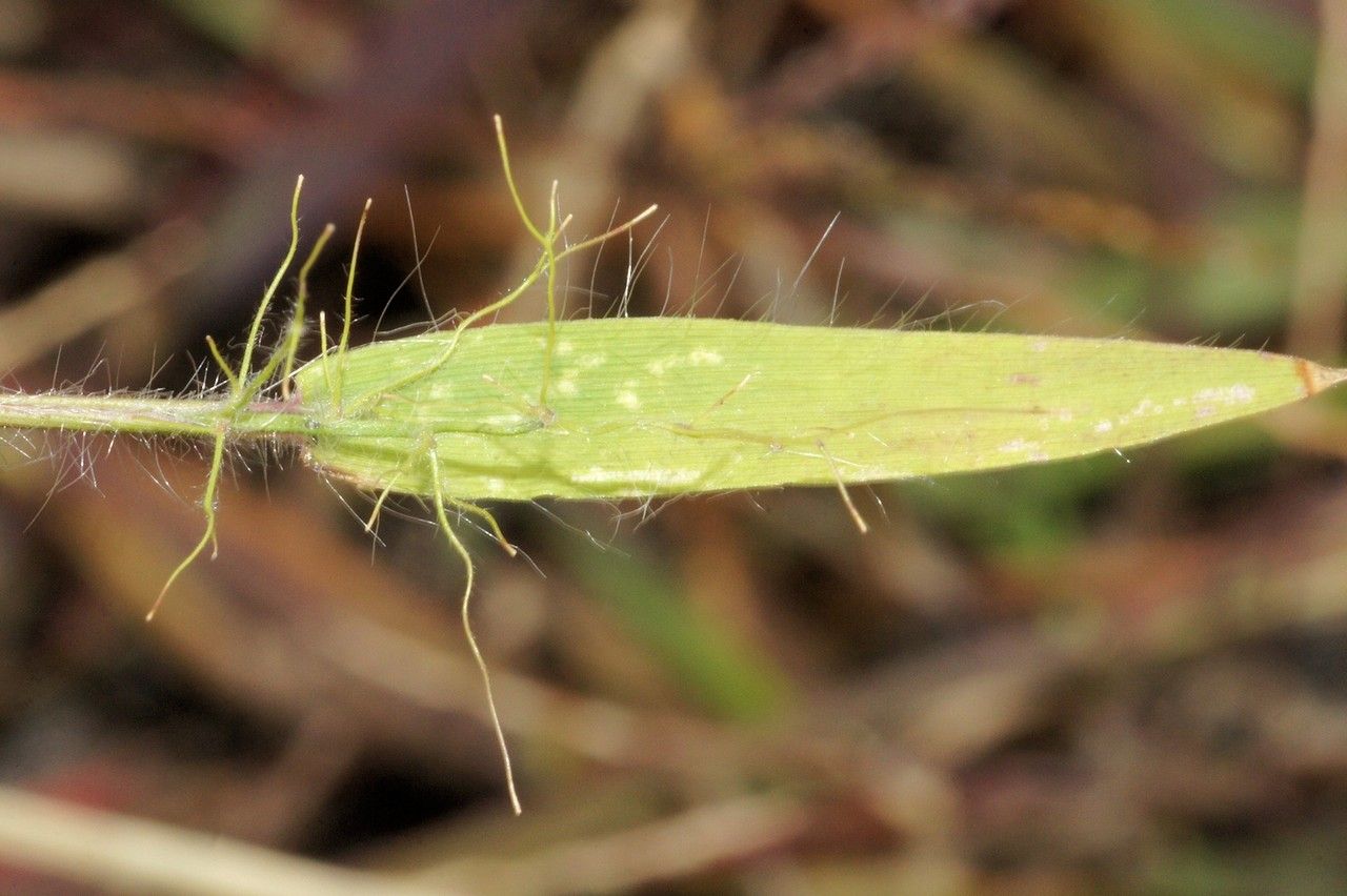 Dichanthelium acuminatum fruit