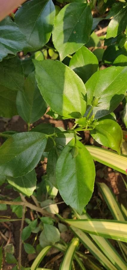 Hibiscus martianus — search result for 'Hibiscus'