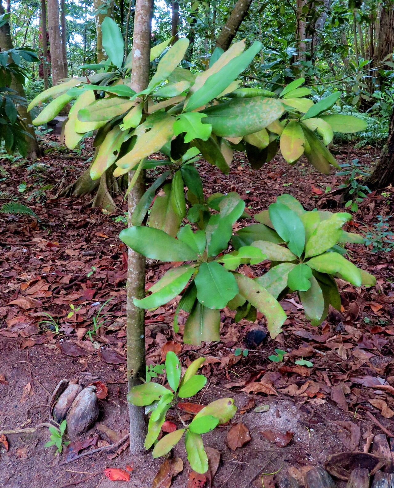 Mimusops sechellarum leaf