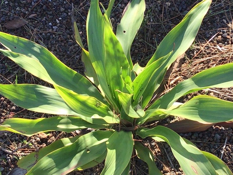 Doryanthes palmeri — related species from the same genus
