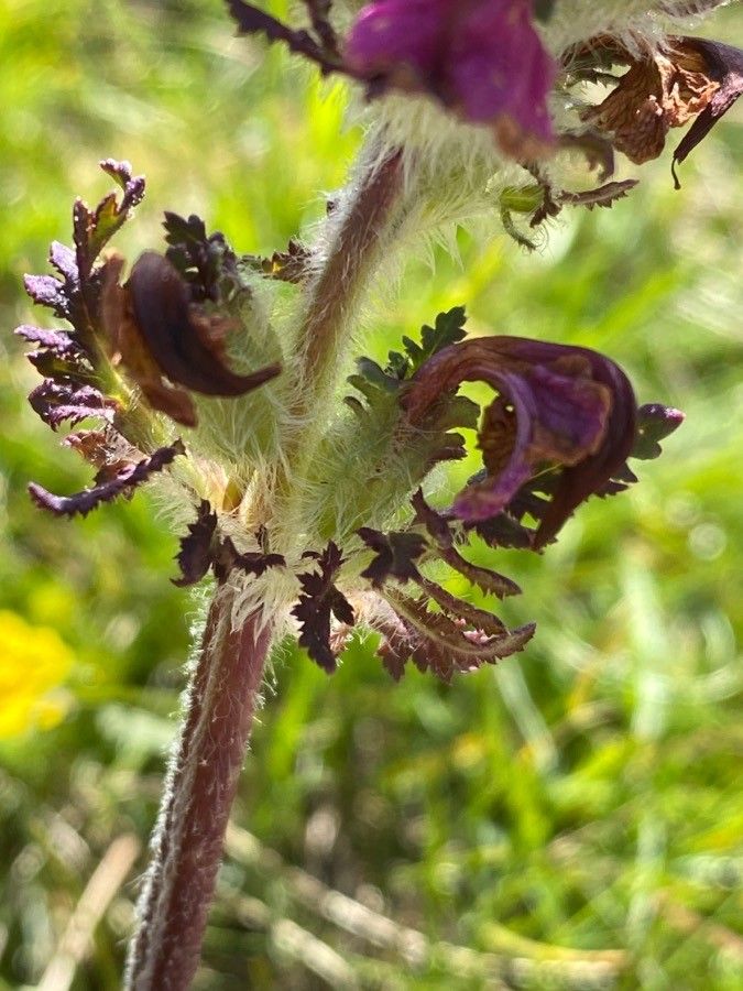Pedicularis cenisia flower